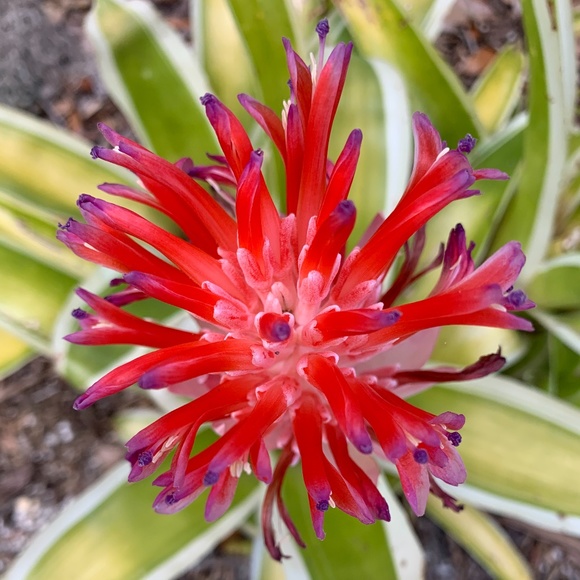 Tracee - Picture 1 of 12